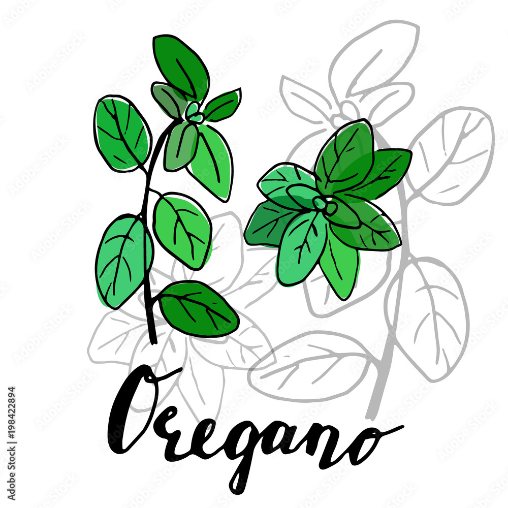 Ink oregano herbal illustration.