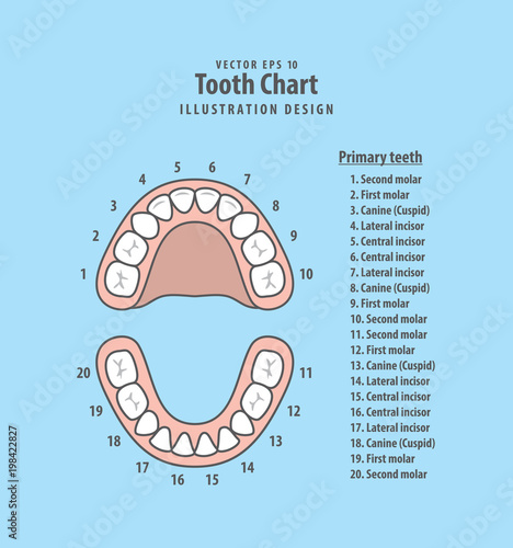 Tooth Chart Primary teeth with number illustration vector on blue background. Dental concept.