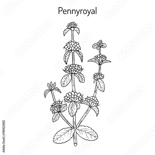 Pennyroyal Mentha pulegium , medicinal plant