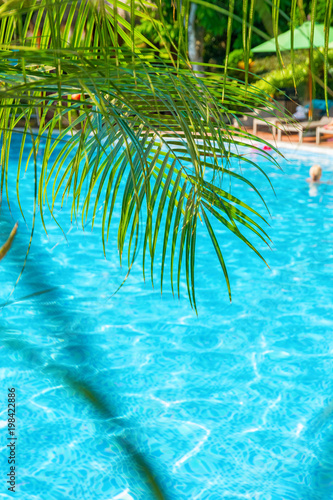 high, beautiful palm trees rostut poolside, around a luxury hotel. tropics asia