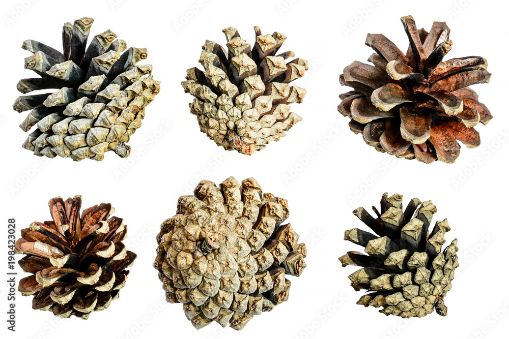 Set, collage of ripe cedar cones on a white background Set, collage of ripe cedar cones on a white background