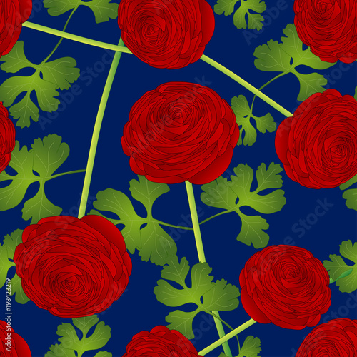 Red Ranunculus Flower on Bl...
