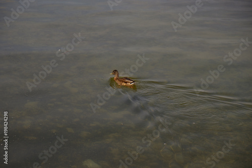 duck swimming in water © edigrafie