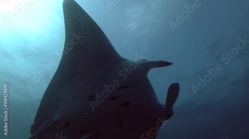 Two of Reef Manta Rays swim under water surface 
 photo