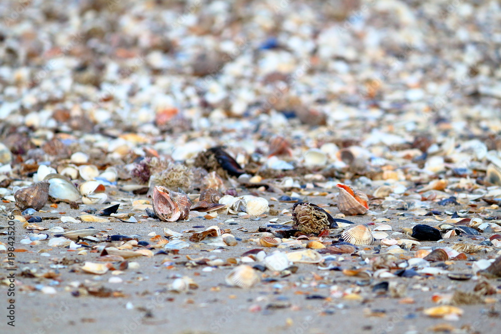 Sandy beach background with shells. Macro shot of seashell on sand