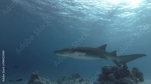 Wallpaper Mural Tawny nurse shark swims in daytime over sandy bottom
 Torontodigital.ca