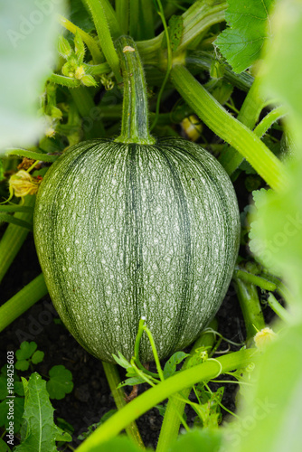 A round striped zucchini among the leaves of a cabbage on the ground close-up.