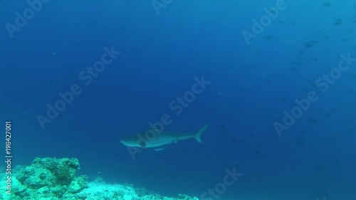 Two Tiger Shark swim in the blue water
 photo