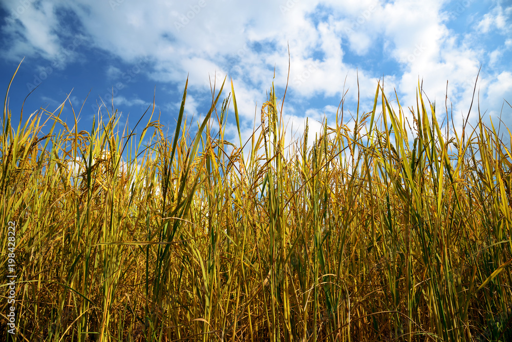 Obraz premium Paddy rice in field, Thailand