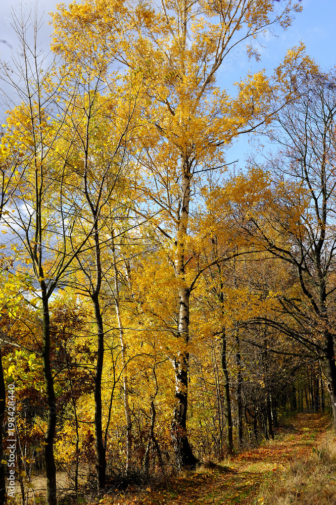 autumn, brown, forest, gold, horizontal, leaves, maple, nature, november, october, orange, outdoors, park, plant, scenics, season, tree, twig, vibrant, woods, yellow