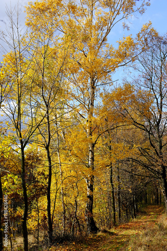 autumn, brown, forest, gold, horizontal, leaves, maple, nature, november, october, orange, outdoors, park, plant, scenics, season, tree, twig, vibrant, woods, yellow