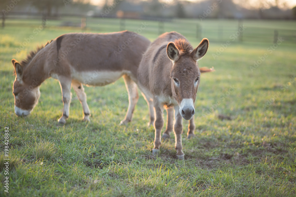Fototapeta premium Donkeys