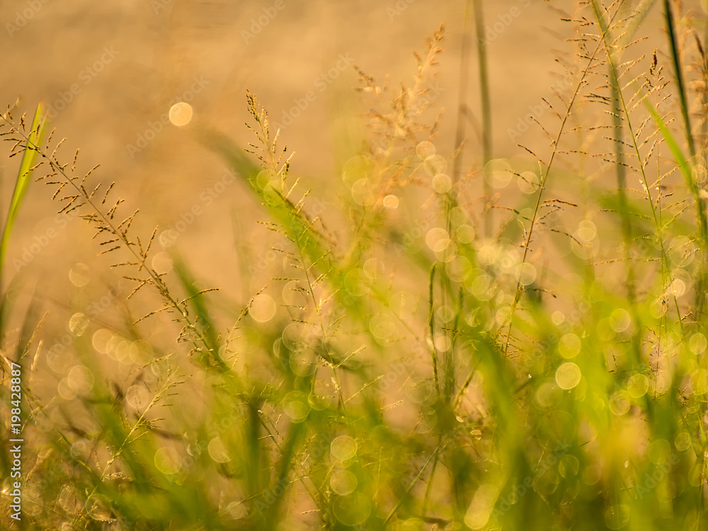 drops of dew on a green grass in Morning drops of dew on a green grass in Morning