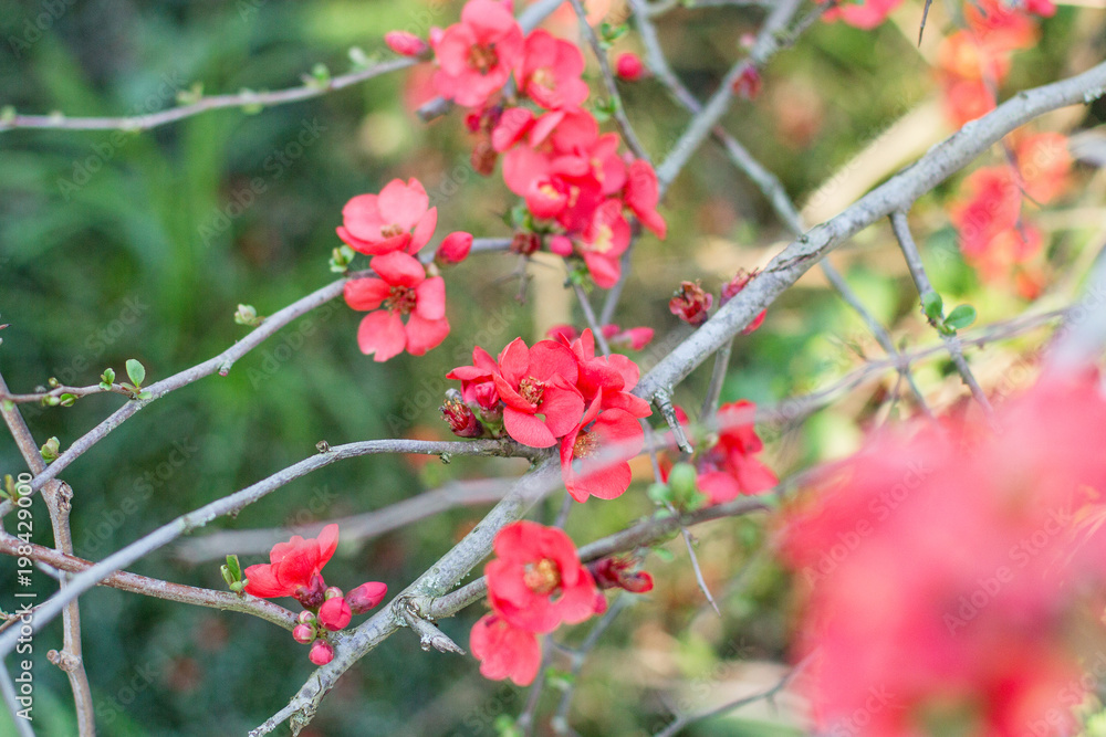 lots of red flowers on green background lots of red flowers on green background