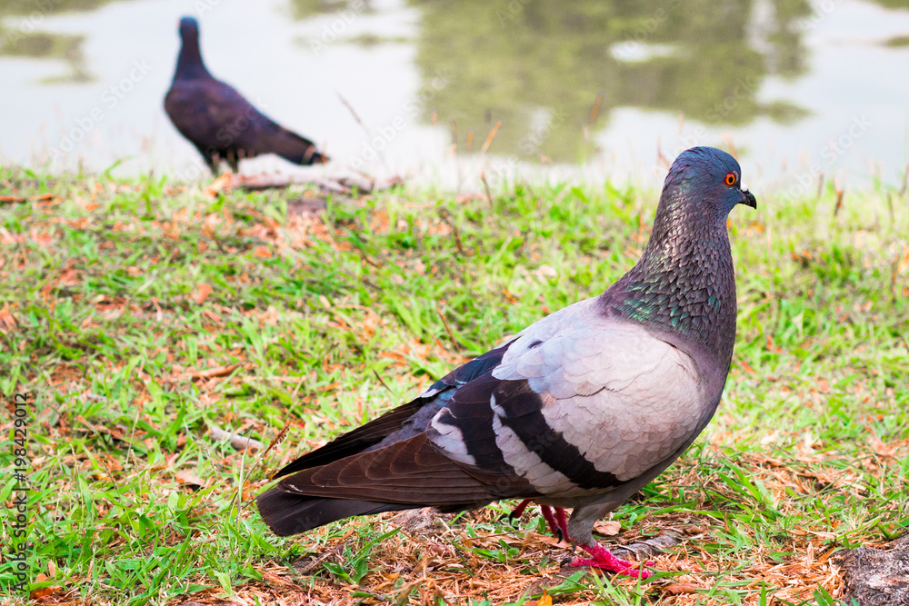 Dove in Day of Peace ,World Peace Day, technical cost-up. Dove in Day of Peace ,World Peace Day, technical cost-up.