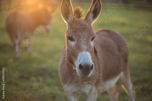 Slika na platnu Donkeys