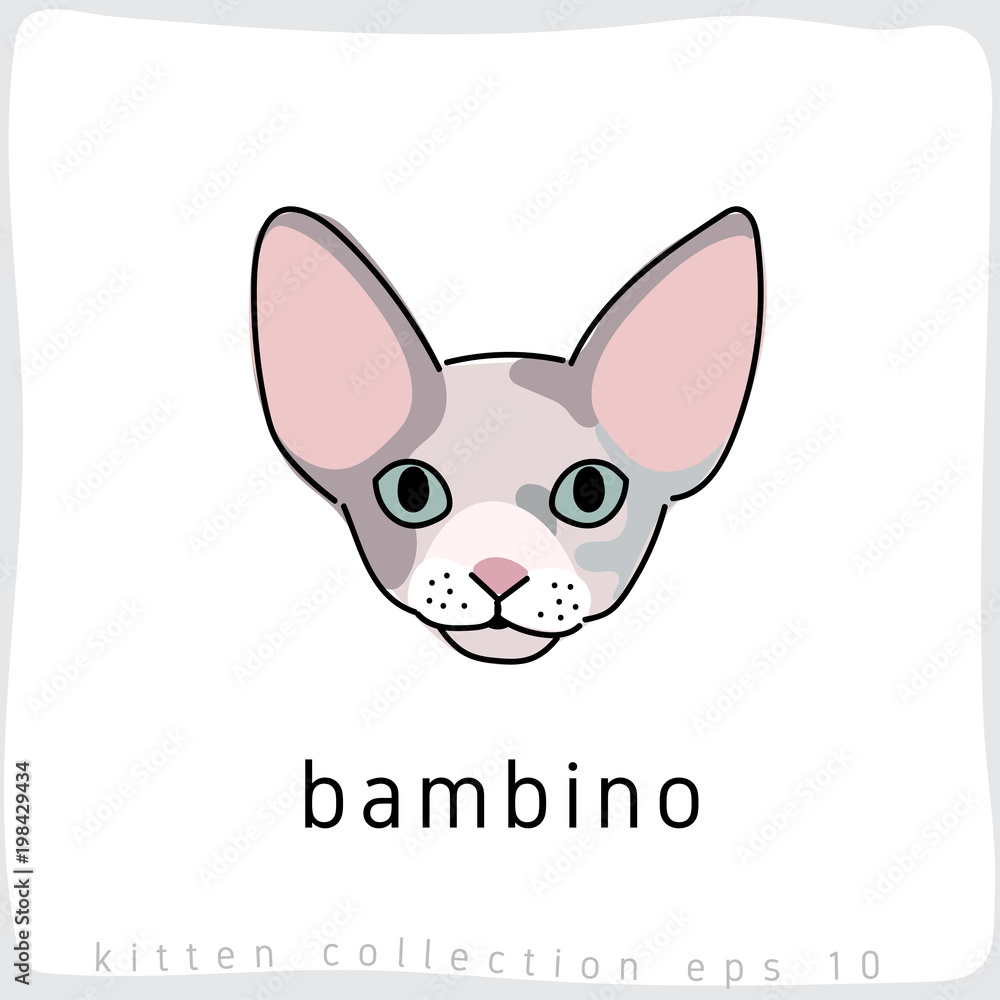 Obraz premium Cat breed collection : Vector Illustration