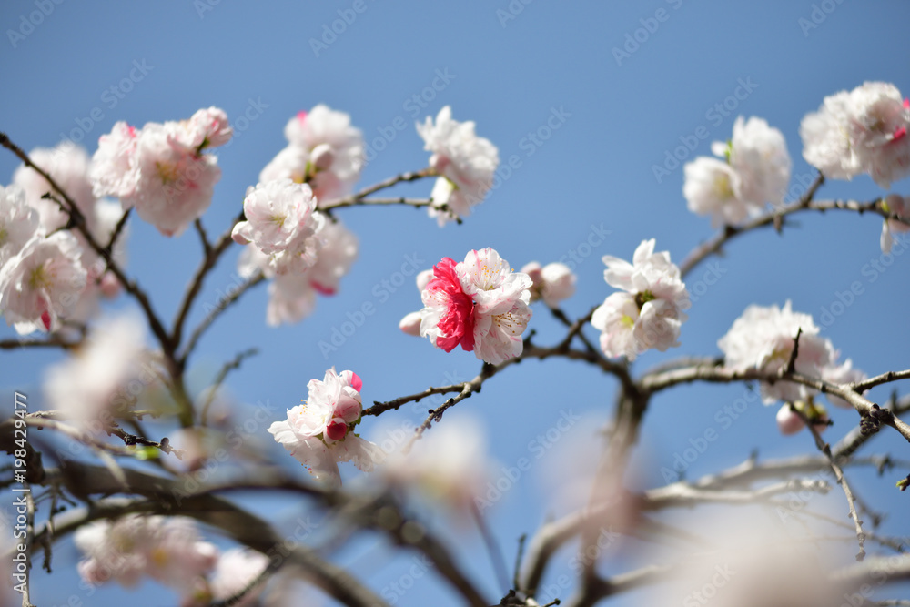 Genpei weeping peach Genpei weeping peach