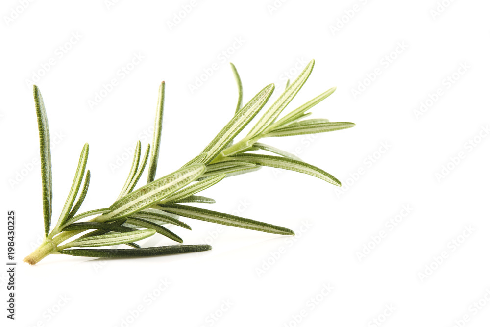 Fototapeta premium fresh rosemary sprig on white