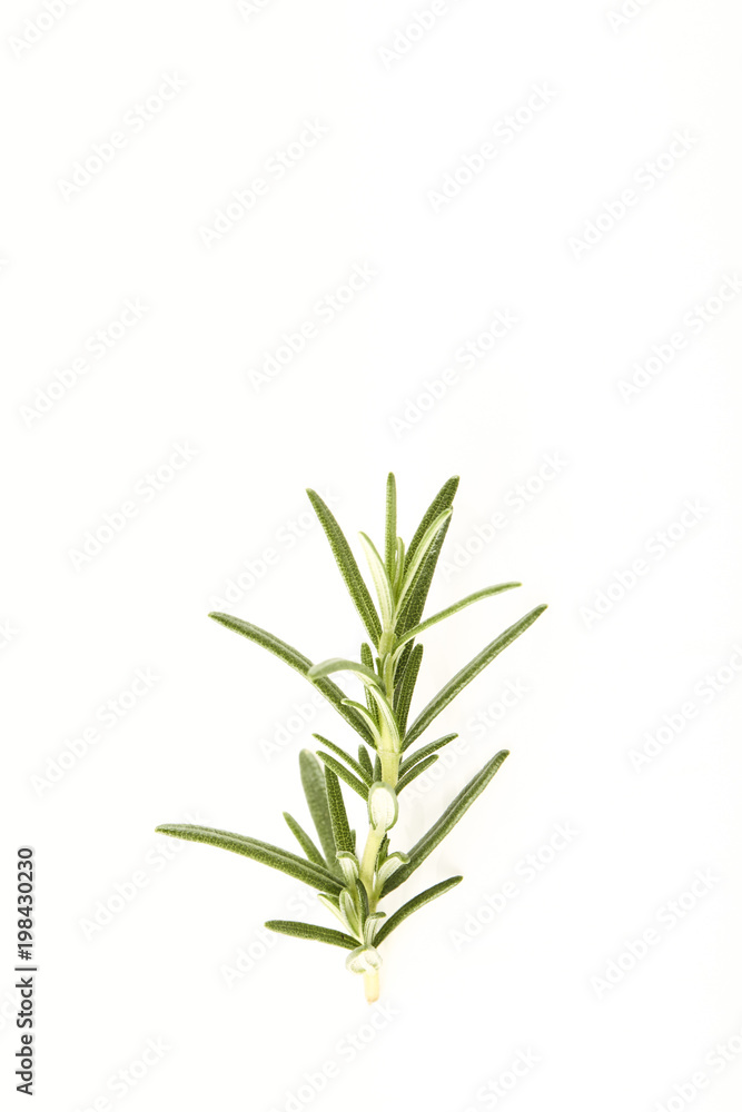 Fototapeta premium fresh rosemary sprig on white