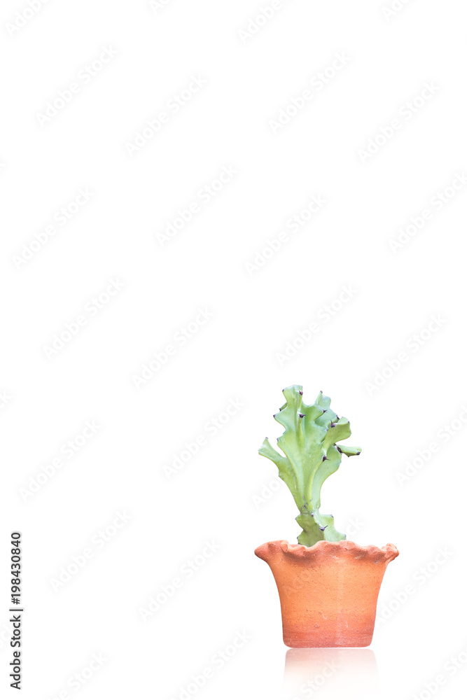 cactus on a white blackground cactus on a white blackground