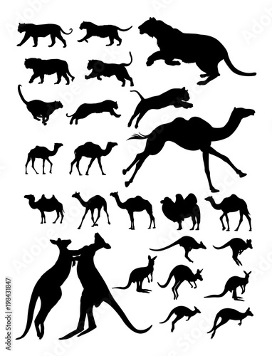 Camel  kangaroo  tiger animal detail silhouette. Vector  illustration. Good use for symbol  logo  web icon  mascot  sign  or any design you want.
