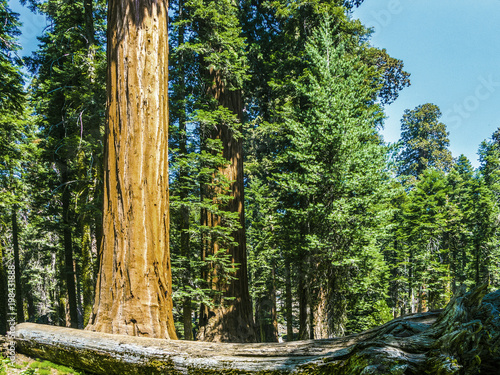 sequoia trees in the forest