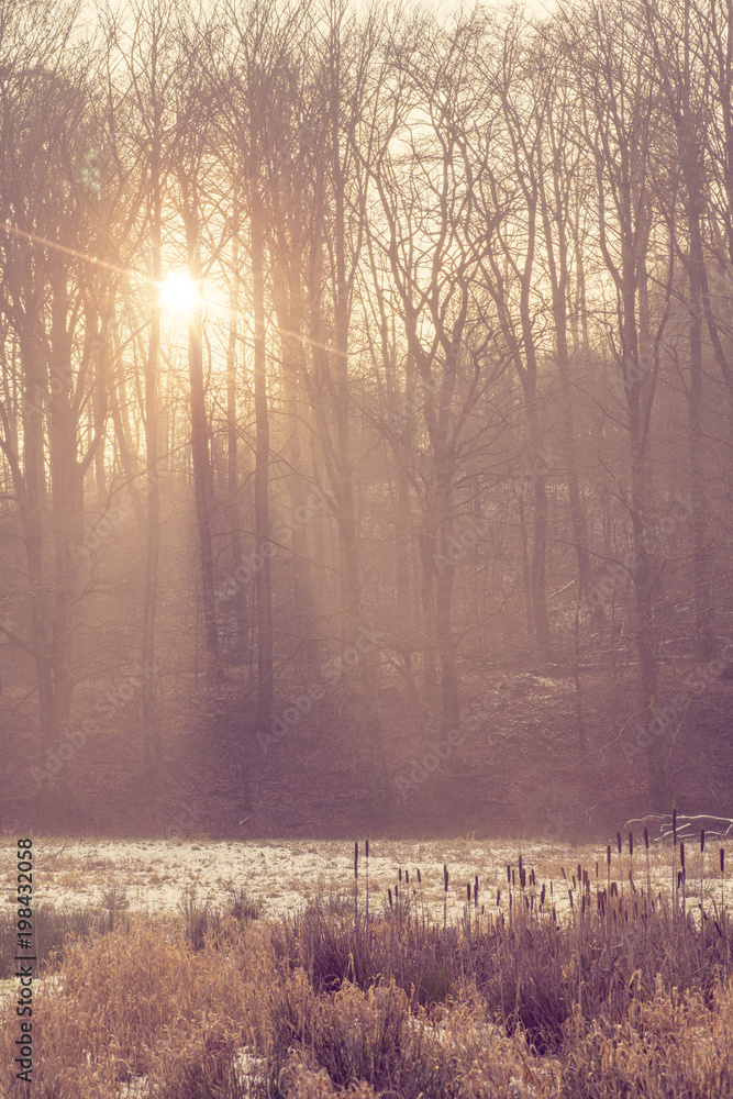 Obraz premium Morning in the forest with a mystic haze