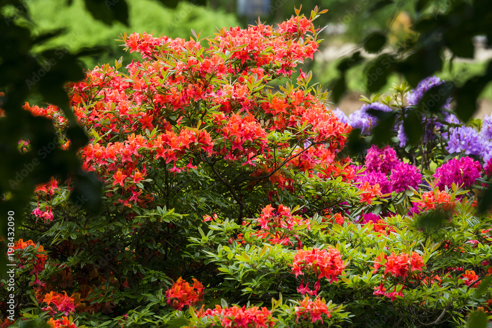 Colorful flowers in a garden on a bush