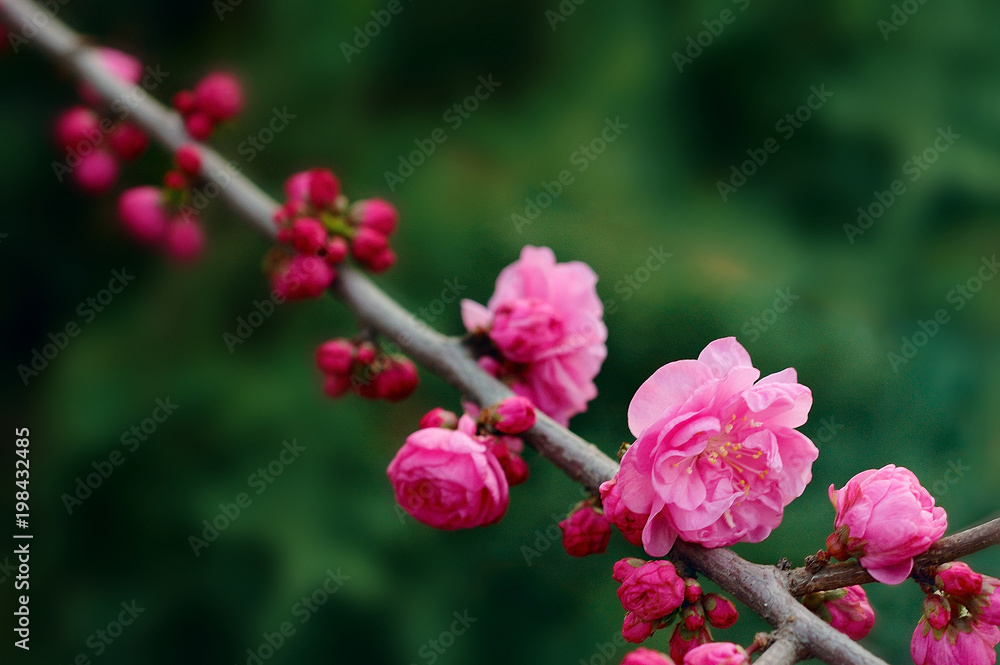 This is one wheel of camellia, which bloom in spring close up. This is one wheel of camellia, which bloom in spring close up.