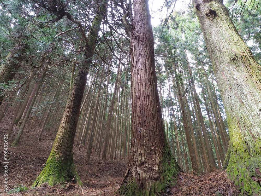Fototapeta premium 杉の森