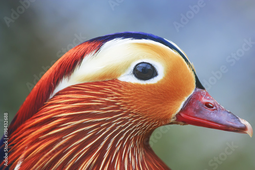 Aix galericulata in Moscow Zoo