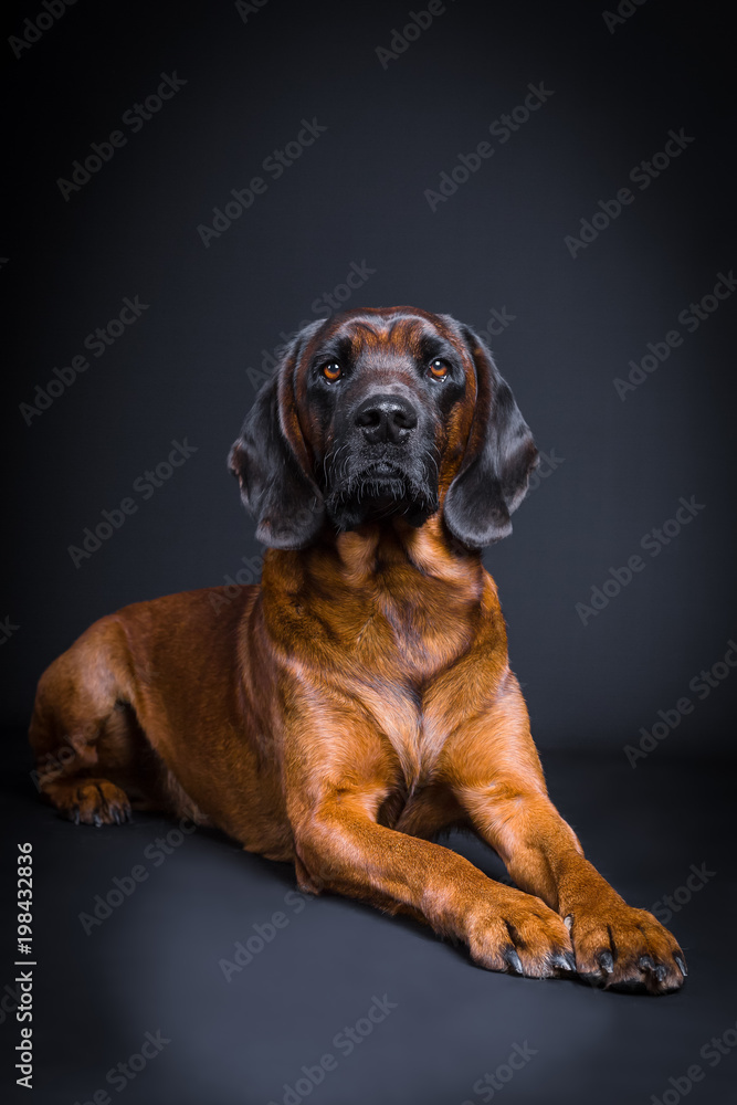 Obraz premium Portrait eines bayrischen Gebirgsschweisshundes