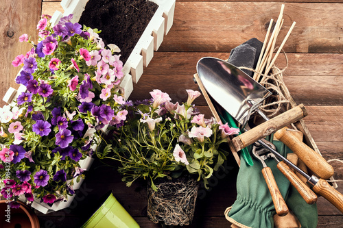 Photography Flowers with gardening tools on wooden background