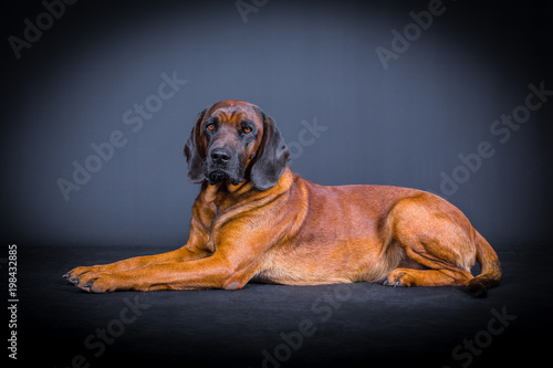 Bayrischer Gebirgsschweisshund beim Posing