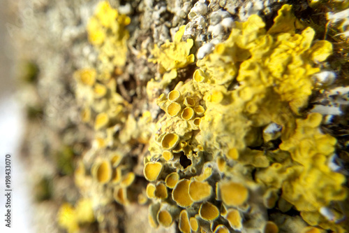 Yellow lichen close-up blurred background