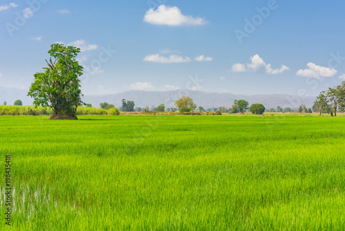 cornfield in Thailand © background photo