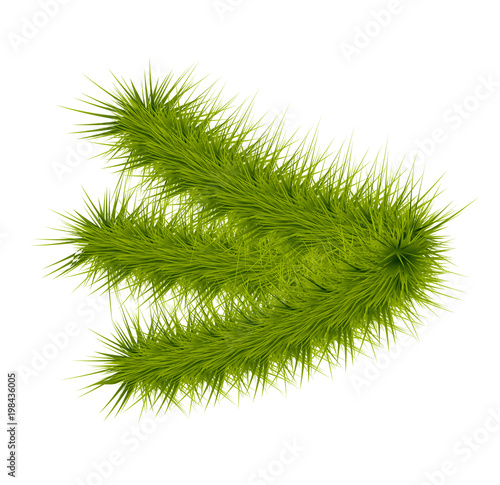 Green lush spruce or pine branch. Fir tree branch isolated on white vector christmas element.