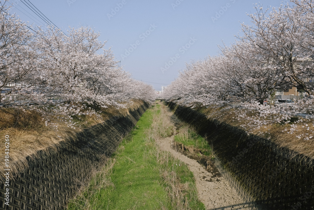 Fototapeta premium 枯れた川に咲く桜