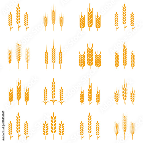 Wheat ear symbols for logo design.