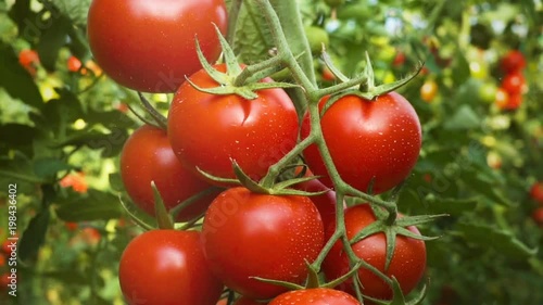 Moving around fresh ripe tomatoes on the vine with a low sun shinning behind causing flare