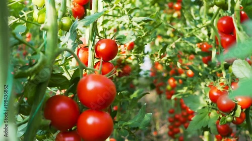 Moving along fresh ripe tomatoes growing in a green house with focus being pulled from close to far away