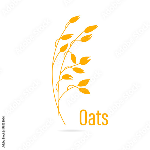 Oats cereals grain.