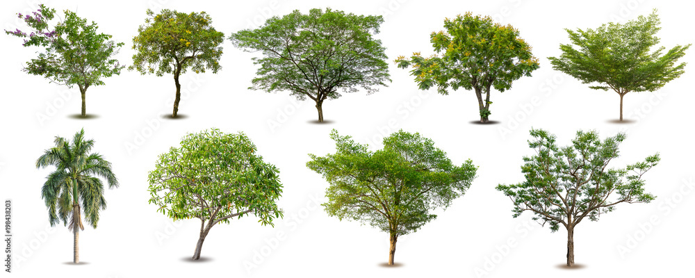 Fototapeta premium Collection of Isolated Trees on white background .