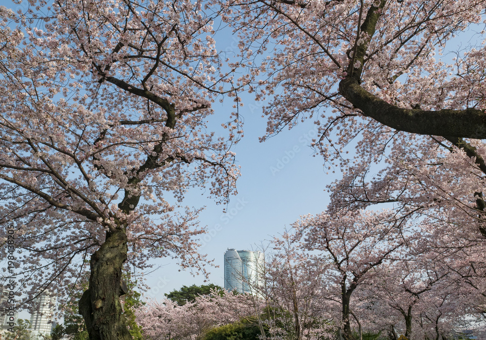 Obraz premium Building beyond the cherry blossoms