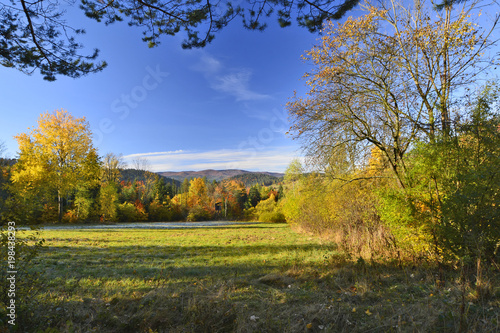 Fototapeta Naklejka Na Ścianę i Meble -  Colorful leaves on trees in forest in autumn 