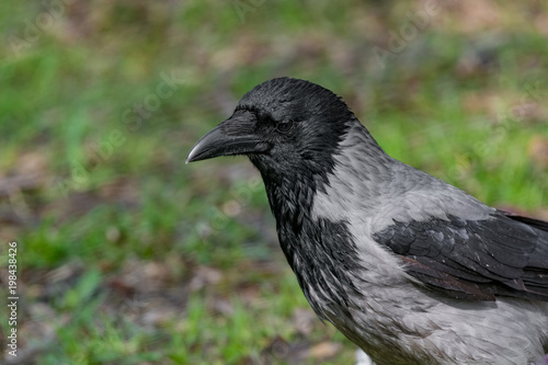 Hooded Crow Corvus cornix sitting on the grass