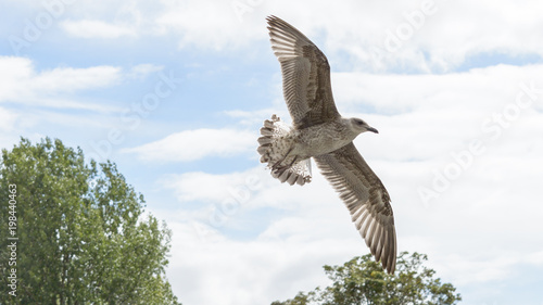 Juvenile Seagull in flight, shallow depth of field nature photography