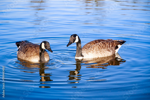 Canada geese swimming in the pond at Bushy Park in London photo