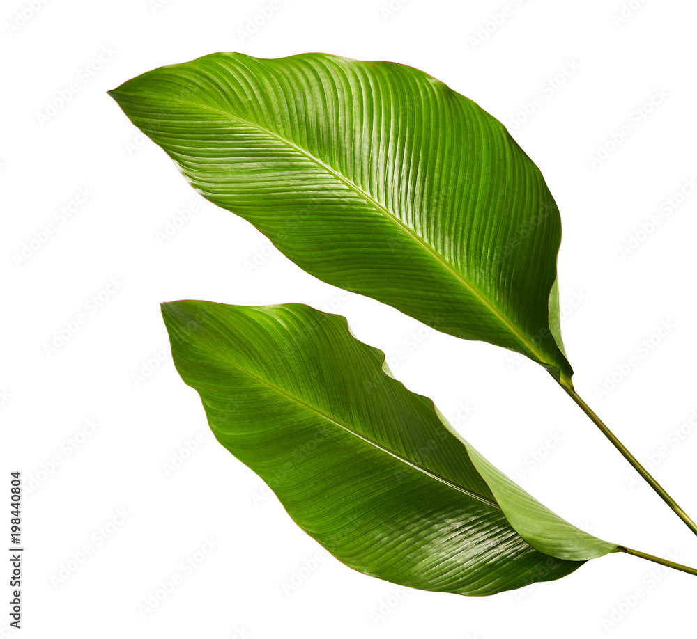 Fototapeta Calathea ulistnienie, Egzotyczny tropikalny liść, ampuła zielony liść, odizolowywający na białym tle z ścinek ścieżką